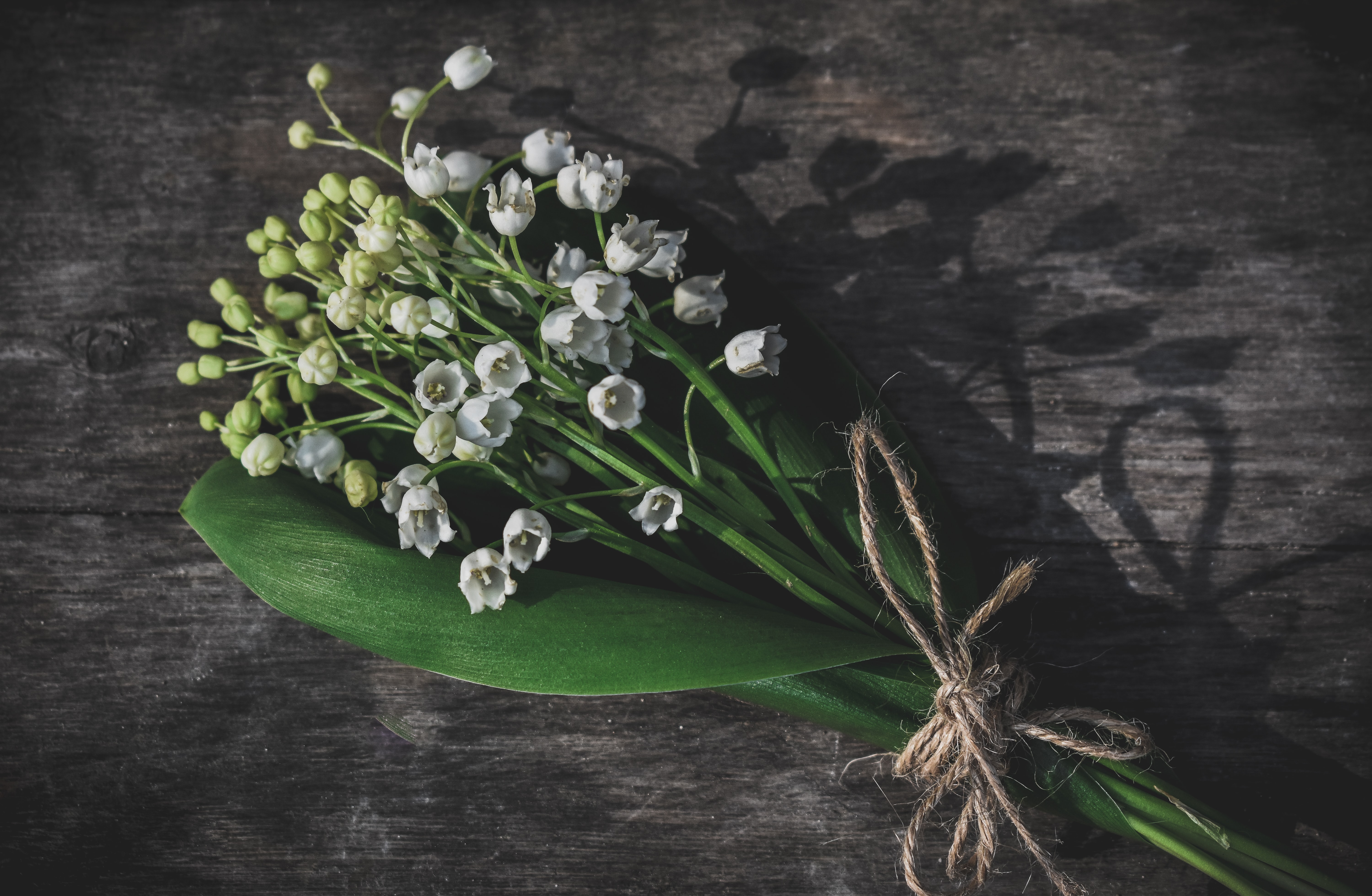 zoritsa valova CPnEYyaL04A unsplash