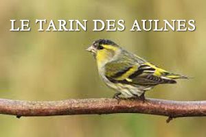 Couverture Letarin